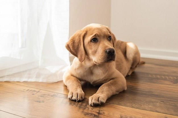 Pet-Friendly Flooring: SPC vs Engineered Timber – Which Is Best?
